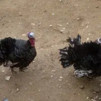 بوقلمون نر|حیوانات مزرعه|مانه, |دیوار