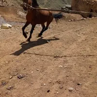 اسب نر|اسب و تجهیزات اسب‌سواری|کلیبر, |دیوار