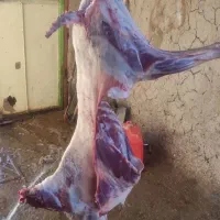 گوشت بز وبزغاله