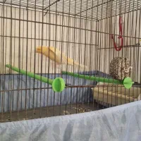 قناری رد فکتور درشت|پرنده|اسلامشهر, مظفریه|دیوار