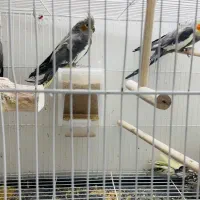 عروس هلندی|پرنده|سبزوار, شهرک ابوذر|دیوار