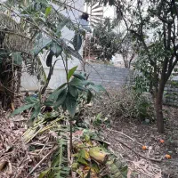 فروش-زمین-140متری-با-17متر-بر-ساحلی-ایزدشهر