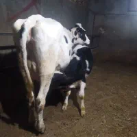 یک راس تلیسه شکم اول|حیوانات مزرعه|تبریز, |دیوار