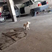 داشهوند آمریکایی|سگ|برازجان, |دیوار