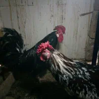 مرغ شاخدارنیمچه مرغ وخروس گلین لری|حیوانات مزرعه|ساوه, |دیوار