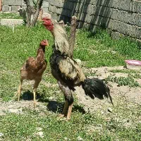 خروس لاری چیل