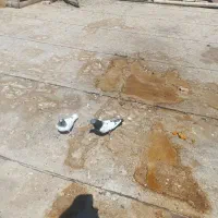 کبوتر روزگاری