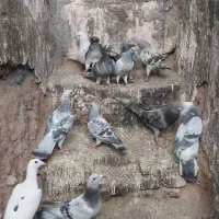 ۱۲عددکفتر شامی پولکی همه جوجه دست خودم