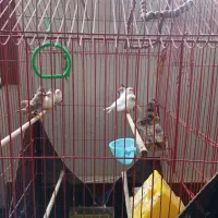 11عدد  فنج زبرا جفتی 300 خداوکیلی  الکی زنگ نزن