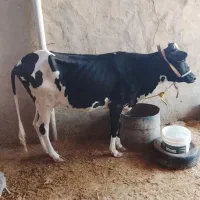 گاو با گوساله