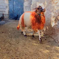 بره قوچی|حیوانات مزرعه|تایباد, |دیوار