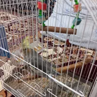 عروس هلندی|پرنده|تبریز, |دیوار