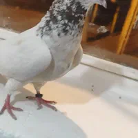 کبوتر پرشتی