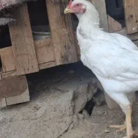 مرغ لاری|حیوانات مزرعه|الوند, |دیوار