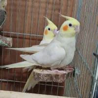 عروس هلندی یک ماه و نیمه لوتینو فول دستی|پرنده|شیراز, تندگویان|دیوار