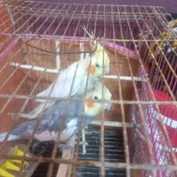 عروس هلندی|پرنده|شمیل, |دیوار