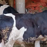 سه راس گوساله نر سیمینتال کله سفید جنس اصیل