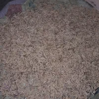 فروش تخم جو صدری دم سیاه