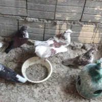 به شرط پرش