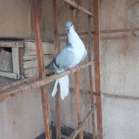 بدرنگ نر