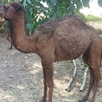 سه نفر شتر
