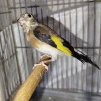 سهره چونه سفید نر