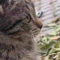 نگهداری از گربه در منزل