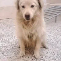 واگذرای سگ پاپی