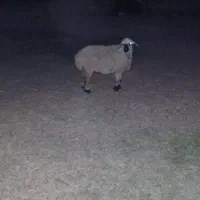 میش  دو سال چاق نزا