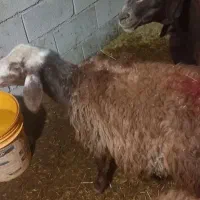 بره