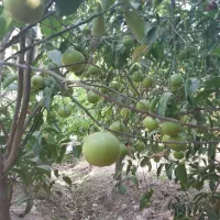 باغ ویلا دار تمیز|فروش زمین و ملک کلنگی|اهواز, زندوکیلی|دیوار