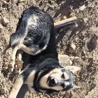 سگ میکس ژرمن|سگ|سنندج, |دیوار