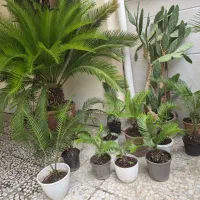 فروش گل سیکاس