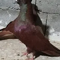 سرخ و زرد ۴۰سانتی انتیک