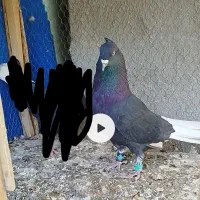 کفتر دم سفید ساده