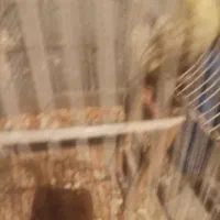 عشق عروسک بدون مشکل است یک فیلم از موتور