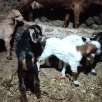 بز و بزغاله|حیوانات مزرعه|تیکمه داش, |دیوار