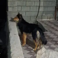 سگ ژرمن|سگ|کازرون, |دیوار