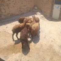 ۸راس بره