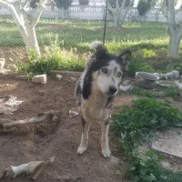 فروش دو عدد سگ هاسکی نر و ماده