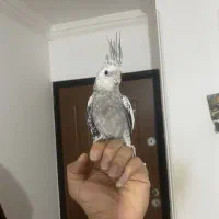 عروس هلندی|پرنده|ساری, |دیوار