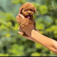 مجموع کامل سگ جیبی /پودل/توی/مینیاتور|سگ|شاهینشهر, عطار|دیوار