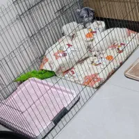 توله سگ پاکوتاه نر2ماه خرسی