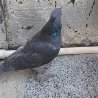 کبوتر|پرنده|لردگان, |دیوار