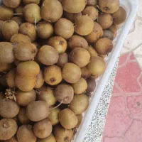 کیوی ریز موجود هست|خوردنی و آشامیدنی|حویق, |دیوار