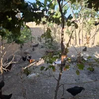 مرغ و خروس|پرنده|قره چای, |دیوار