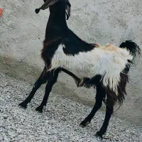 بز مری آبستن جملیزا چاق هیکلی