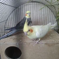 عروس هلندی جفت (تخفیف جزئی دارد)