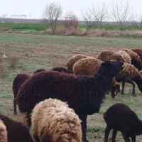 قوچ|حیوانات مزرعه|بشاریات, |دیوار