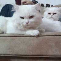 گربه پرشین و هیمالین|گربه|نوشهر, |دیوار